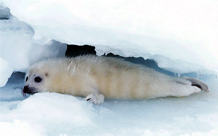 Животные Арктики: Морской котик