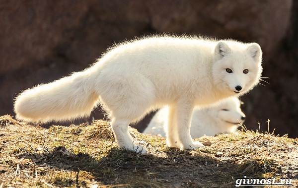Животные-Арктики-Описание-названия-и-особенности-животных-Арктики-13