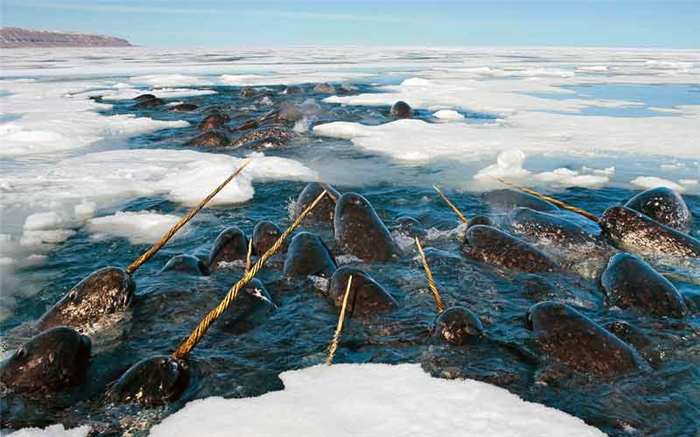 Животные Арктики: Нарвал