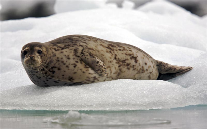 Животные Арктики: Тюлень