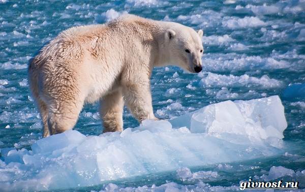 Животные-Арктики-Описание-названия-и-особенности-животных-Арктики-17