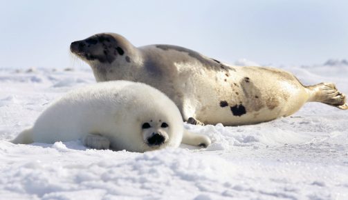 Гренландский тюлень