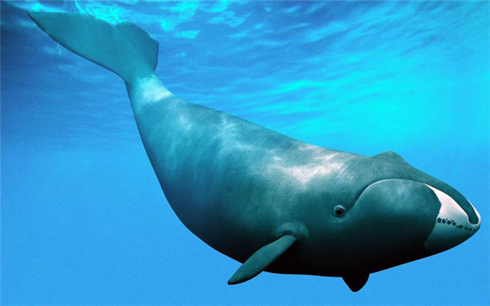 Животные Арктики: Гренландский кит