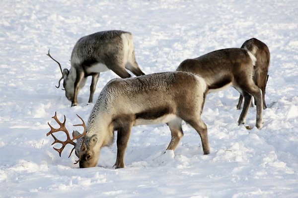 Холодная Арктика и животные, обитающие на этой земле