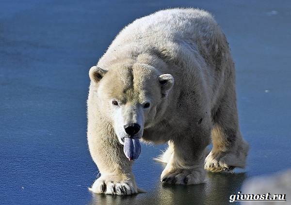 Животные-Арктики-Описание-названия-и-особенности-животных-Арктики-16