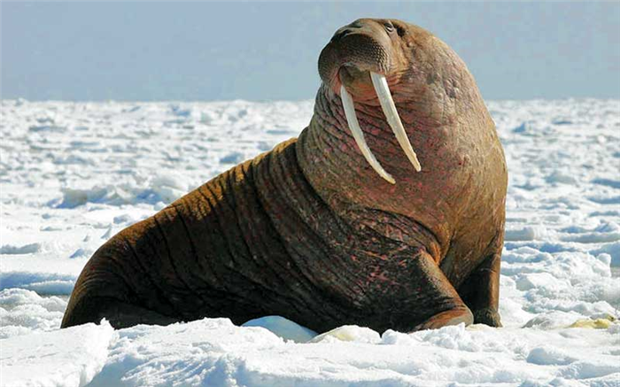Животные Арктики: Морж