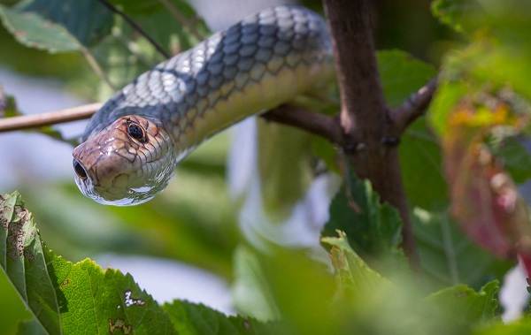 Желтобрюх-змея-Образ-жизни-и-среда-обитания-желтобрюха-6