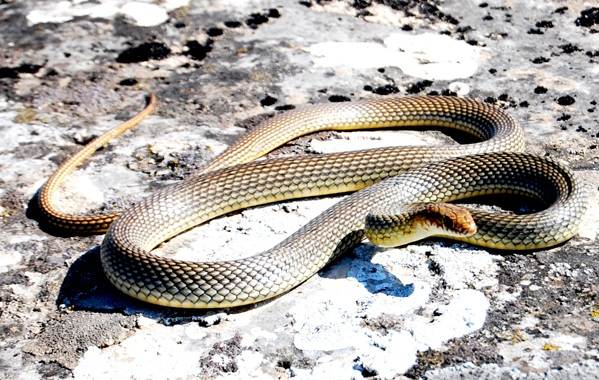 Желтобрюх-змея-Образ-жизни-и-среда-обитания-желтобрюха-5