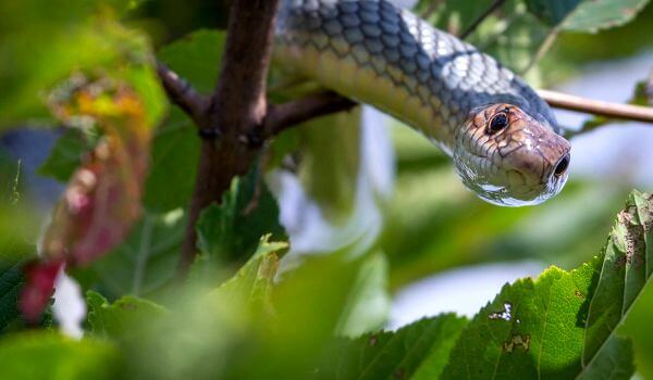 Фото: Змея желтобрюхий полоз