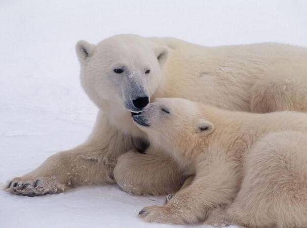 Размножение белых медведей