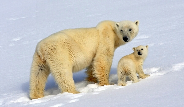 Фото: Белый медведь Красная книга
