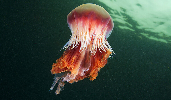 Фото: Медуза цианея