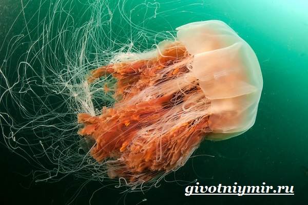 Цианея-медуза-Образ-жизни-и-среда-обитания-цианеи-8