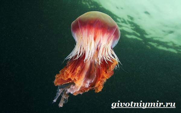 Цианея-медуза-Образ-жизни-и-среда-обитания-цианеи-2