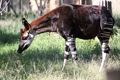 Okapi (Okapia johnstoni) 2009-04-04 02.jpg