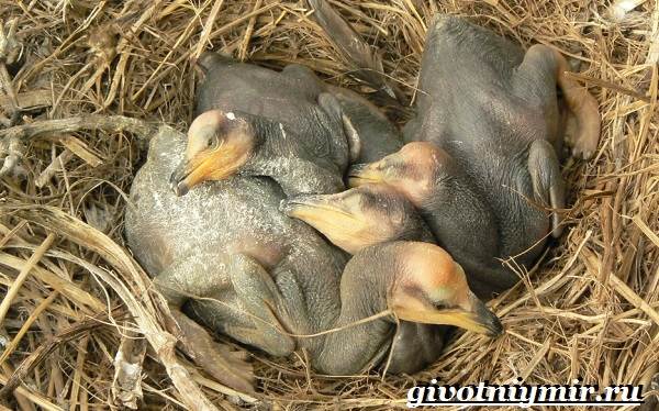 Баклан-птица-Образ-жизни-и-среда-обитания-баклана-7