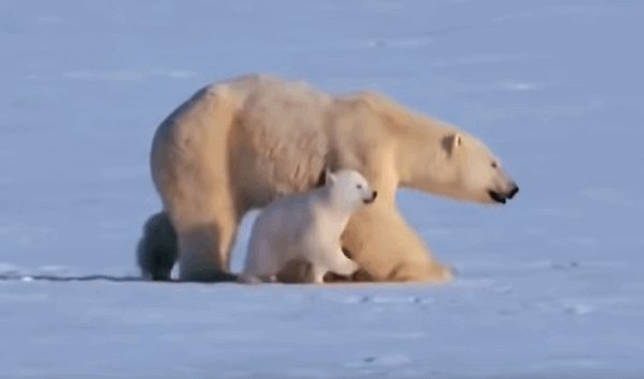 белый медведь с медвежатами