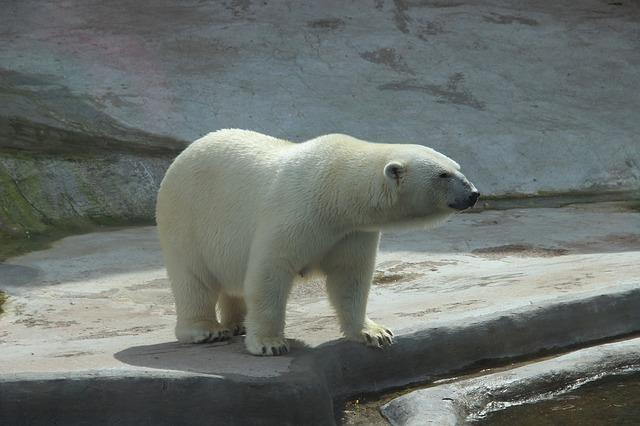 Фото белого медведя в зоопарке