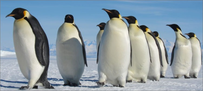пингвины-на-льдине