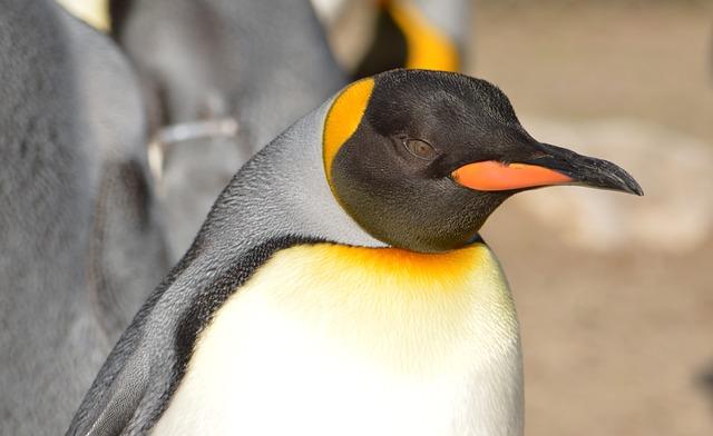 Фото пингвина крупным планом