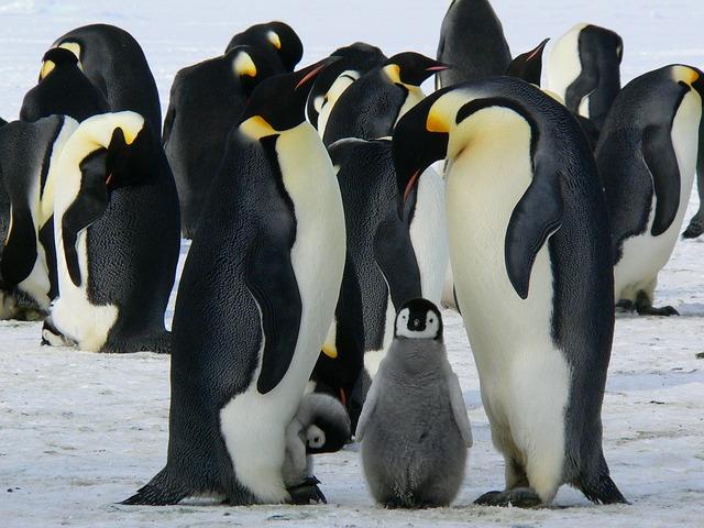 Семейство пингвинов с потомством
