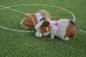 Свинки-футболисты