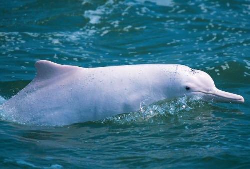 Где встречается речной дельфин. Виды речных дельфинов и места их обитания 03