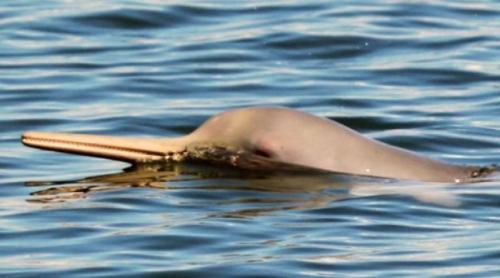 Где встречается речной дельфин. Виды речных дельфинов и места их обитания 02