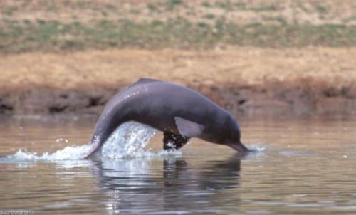 Где встречается речной дельфин. Виды речных дельфинов и места их обитания 01