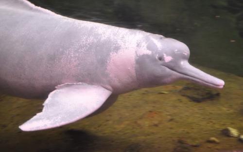 Где встречается речной дельфин. Виды речных дельфинов и места их обитания
