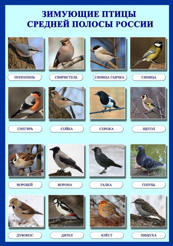 Зимующие-птицы-Названия-описания-и-особенности-зимующих-птиц-23
