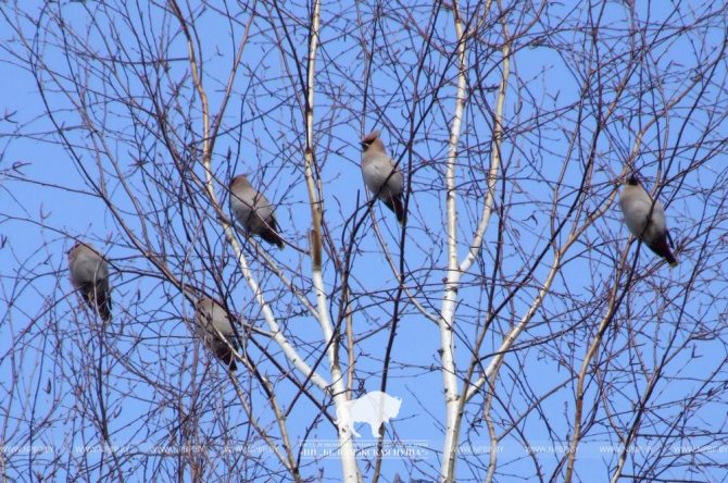 Посмотрите, какие птицы прилетели на зиму в Беловежскую пущу (фото)