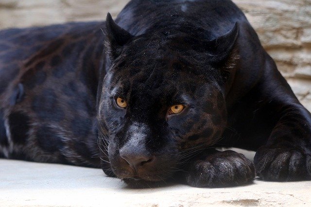 Ягуар-меланист (черная пантера)
