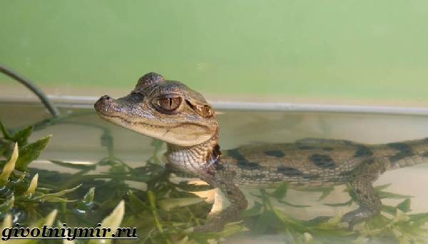Кайман-крокодил-Образ-жизни-и-среда-обитания-каймана-2