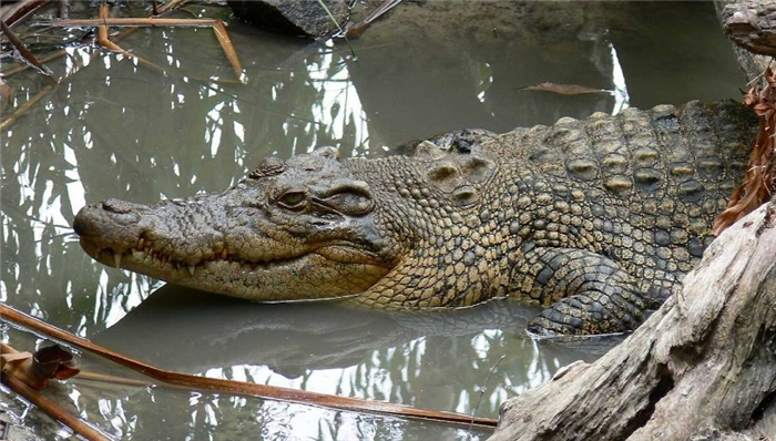 krokodil-i-kajman-otlichie-i-raznitsa-opisanie-foto-grebnistyj-krokodil-samka