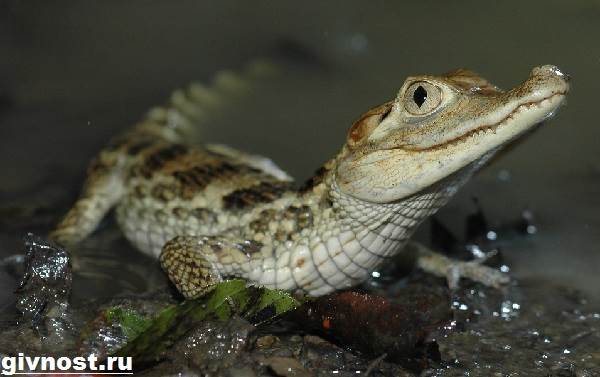 Кайман-крокодил-Образ-жизни-и-среда-обитания-каймана-1