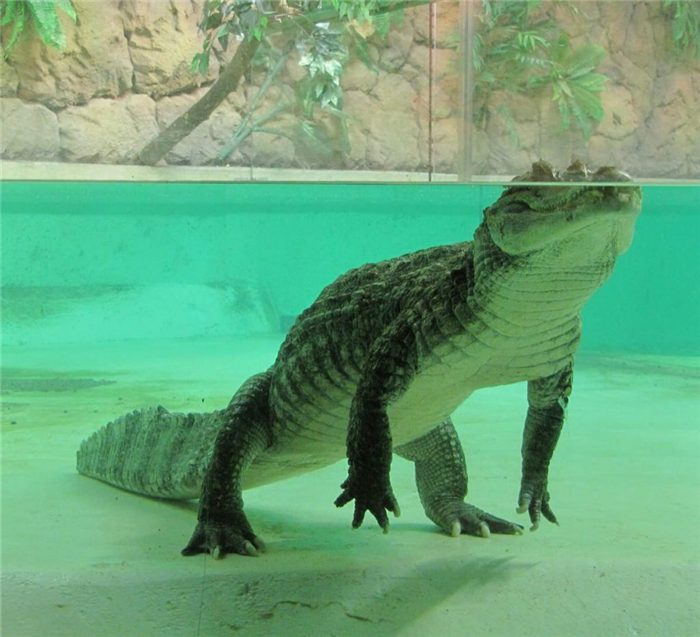 Способность крокодиловых кайманов немного изменять цвет кожи обеспечивается клетками-меланофорами.