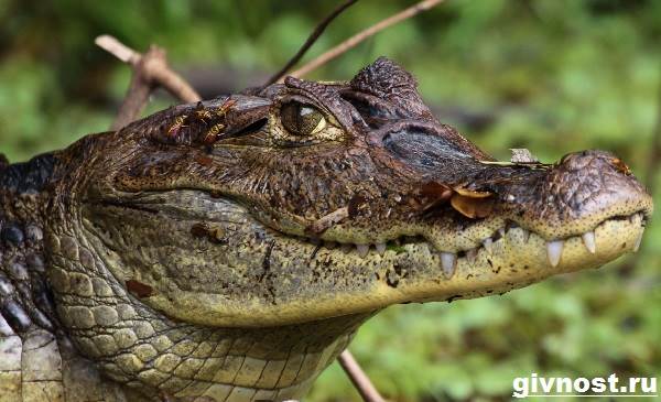 Кайман-крокодил-Образ-жизни-и-среда-обитания-каймана-9