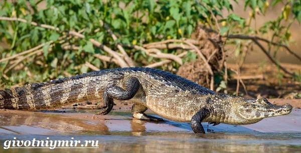 Кайман-крокодил-Образ-жизни-и-среда-обитания-каймана-7