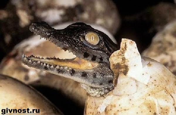 Кайман-крокодил-Образ-жизни-и-среда-обитания-каймана-8