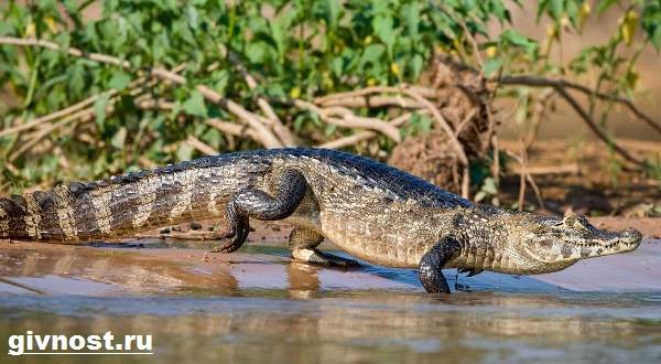 Кайман-крокодил-Образ-жизни-и-среда-обитания-каймана-6