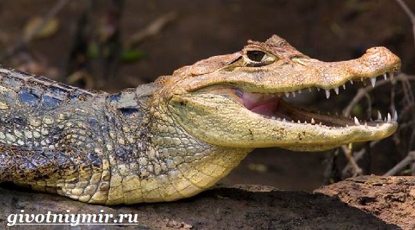 Кайман-крокодил-Образ-жизни-и-среда-обитания-каймана-1