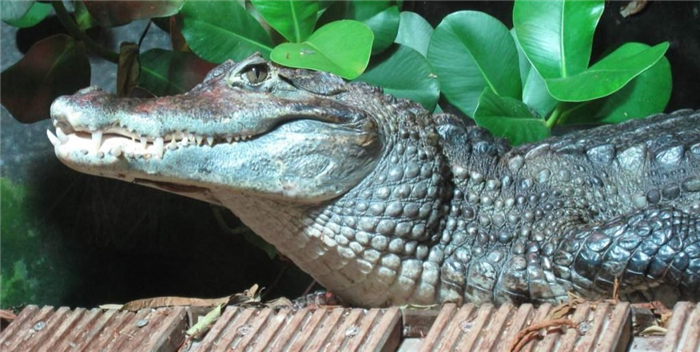 Крокодиловый кайман (Caiman crocodilus).