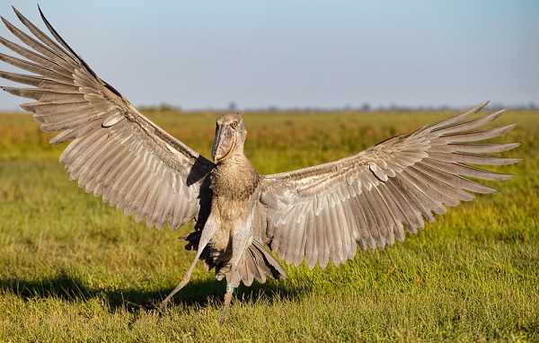Китоглав-птица-Описание-особенности-образ-жизни-и-среда-обитания-китоглава-14