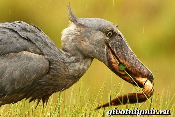 Китоглав-птица-Образ-жизни-и-среда-обитания-птицы-китоглав-4
