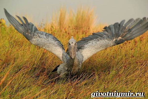 Китоглав-птица-Образ-жизни-и-среда-обитания-птицы-китоглав-5