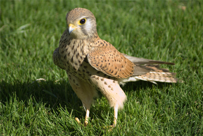 Сокол пустельга (Falco tinnunculus) - размножение и питание птицы