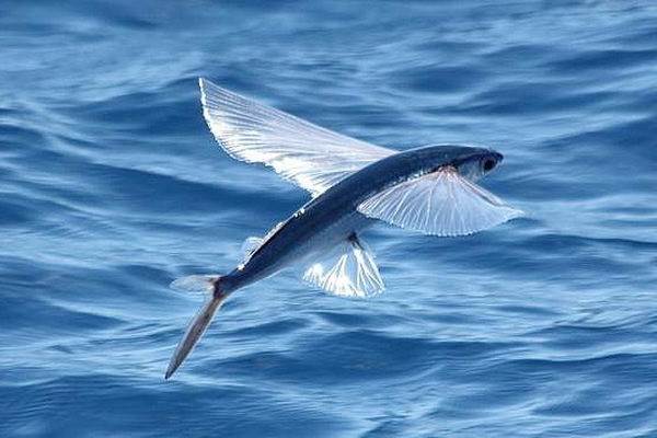 Летучая-рыба-Описание-особенности-образ-жизни-и-среда-обитания-летучей-рыбы-1