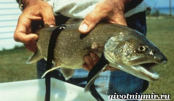 Минога-рыба-Образ-жизни-и-среда-обитания-миноги-3