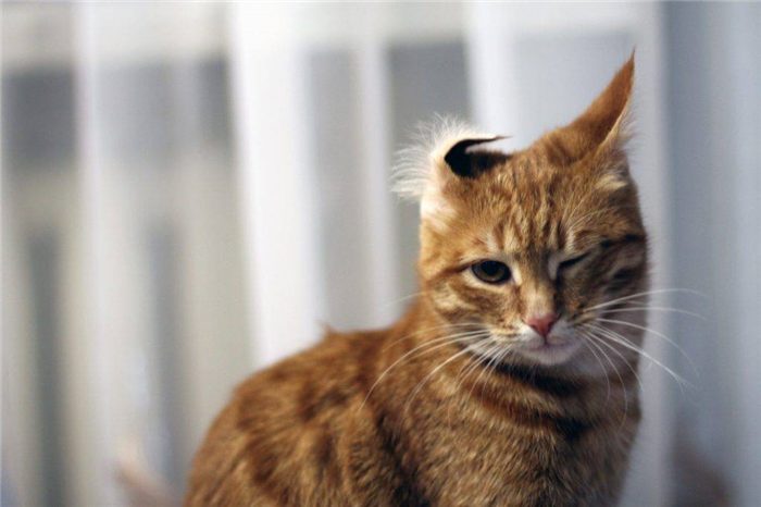 кошка с вывернутым ухом